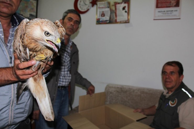 Yaralı Şahine Minibüs Şoförü Sahip Çıktı