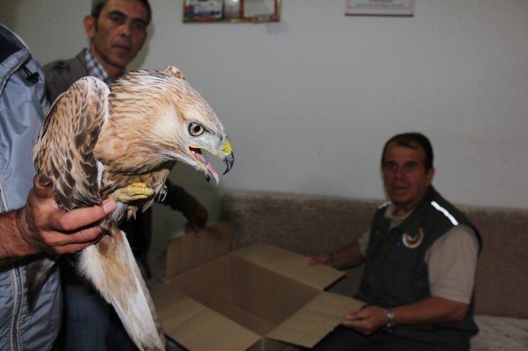Yaralı Şahine Minibüs Şoförü Sahip Çıktı