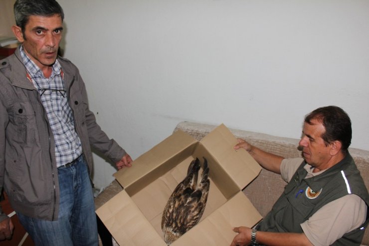 Yaralı Şahine Minibüs Şoförü Sahip Çıktı