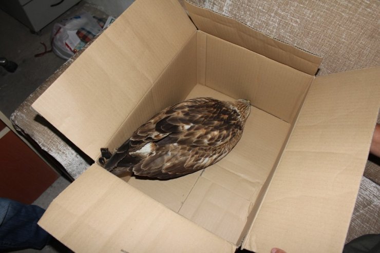 Yaralı Şahine Minibüs Şoförü Sahip Çıktı