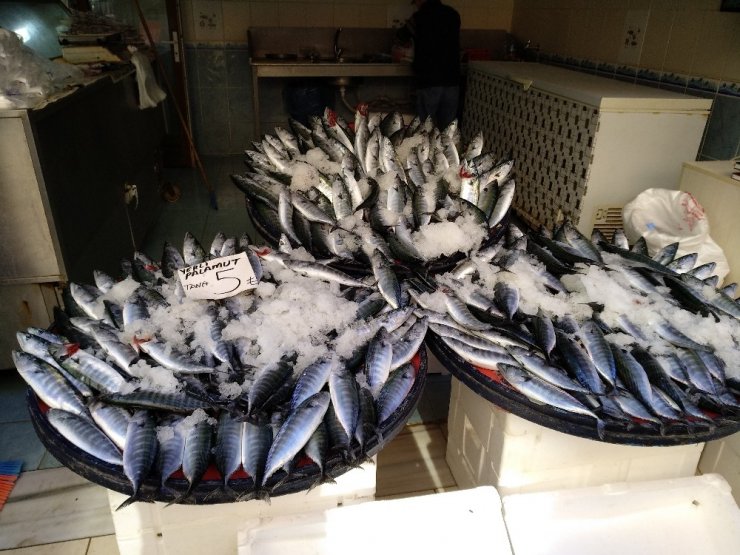 Lapseki’de Palamut Tane 5 Lira, 3 Tane 10 Liradan Satıldı