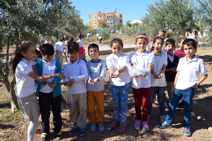 Didimli Öğrenciler Diktikleri Zeytinlerin Ürünlerini Kendileri Topladı