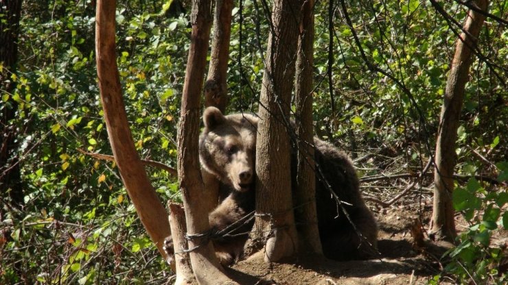Karabük’te Dikenli Tellere Takılan Ayı Kurtarıldı