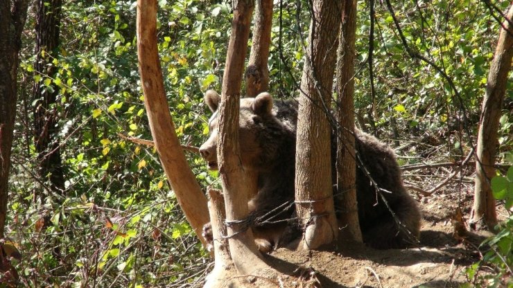 Karabük’te Dikenli Tellere Takılan Ayı Kurtarıldı