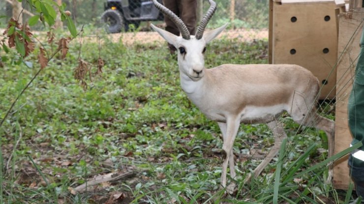 Doğal Yaşam Parkı’nın Nüfusu Artıyor