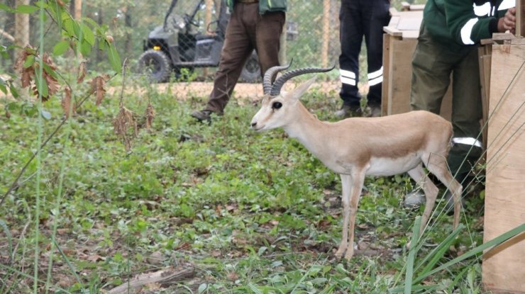 Doğal Yaşam Parkı’nın Nüfusu Artıyor