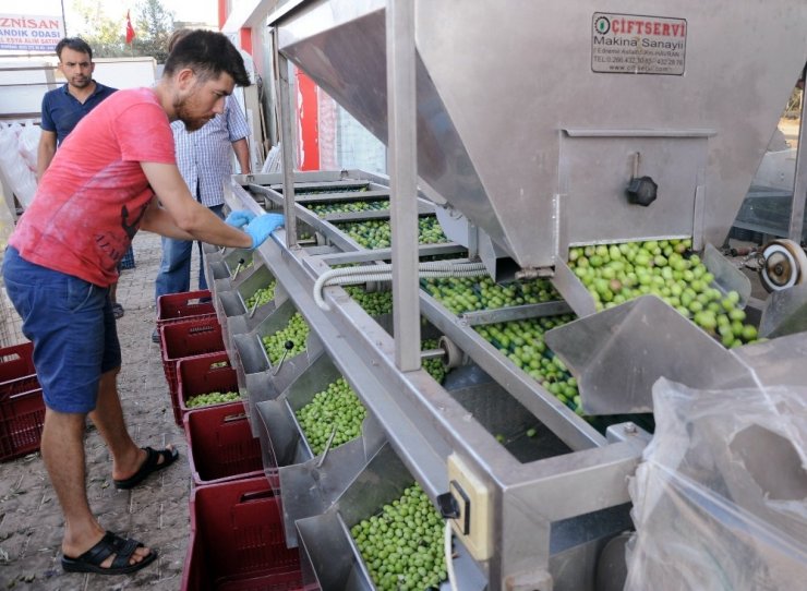 Genç Girişimci Atanamayınca Zeytin Kırma Tesisi Kurdu