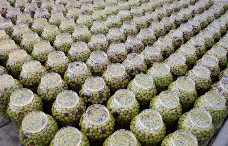 Genç Girişimci Atanamayınca Zeytin Kırma Tesisi Kurdu