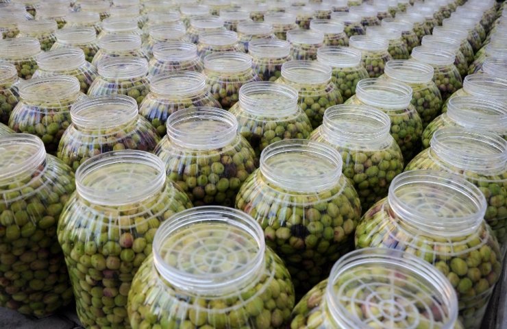 Genç Girişimci Atanamayınca Zeytin Kırma Tesisi Kurdu