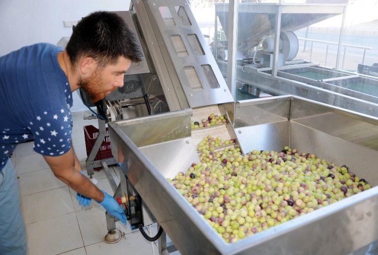 Genç Girişimci Atanamayınca Zeytin Kırma Tesisi Kurdu