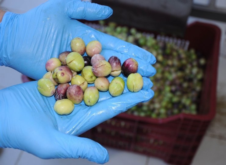 Genç Girişimci Atanamayınca Zeytin Kırma Tesisi Kurdu