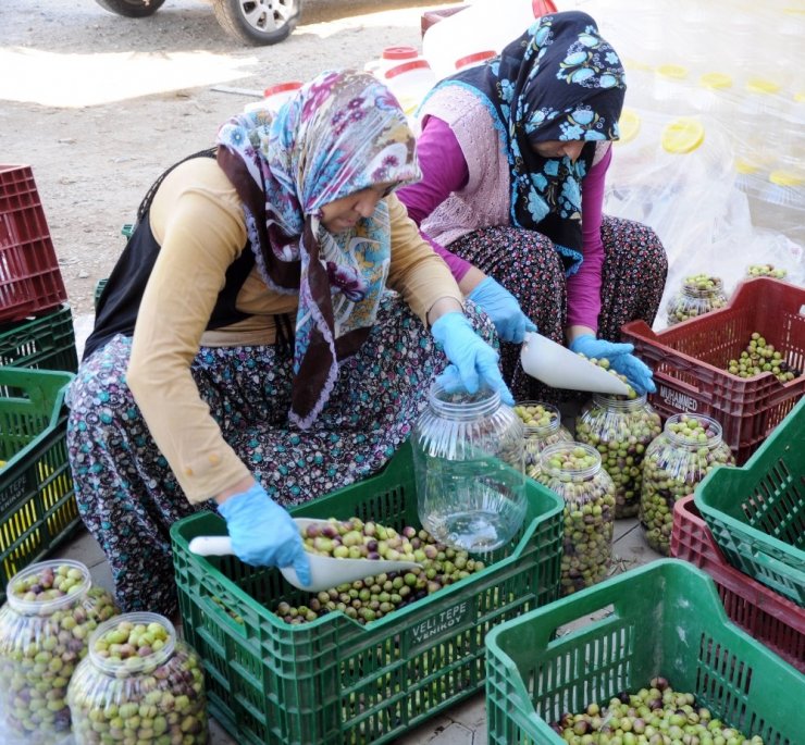 Genç Girişimci Atanamayınca Zeytin Kırma Tesisi Kurdu