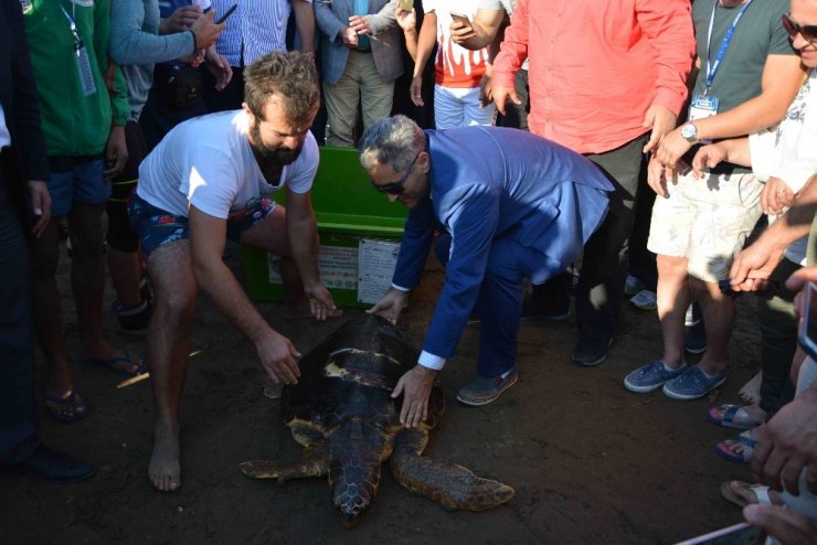 Tedavisi Tamamlanan Caretta Caretta Denize Bırakıldı