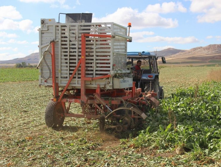 Sivas’ta Şeker Pancarı Hasadı Başladı