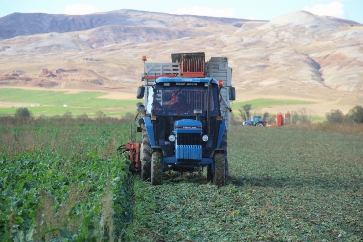 Sivas’ta Şeker Pancarı Hasadı Başladı