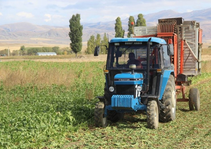 Sivas’ta Şeker Pancarı Hasadı Başladı