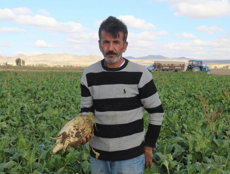 Sivas’ta Şeker Pancarı Hasadı Başladı