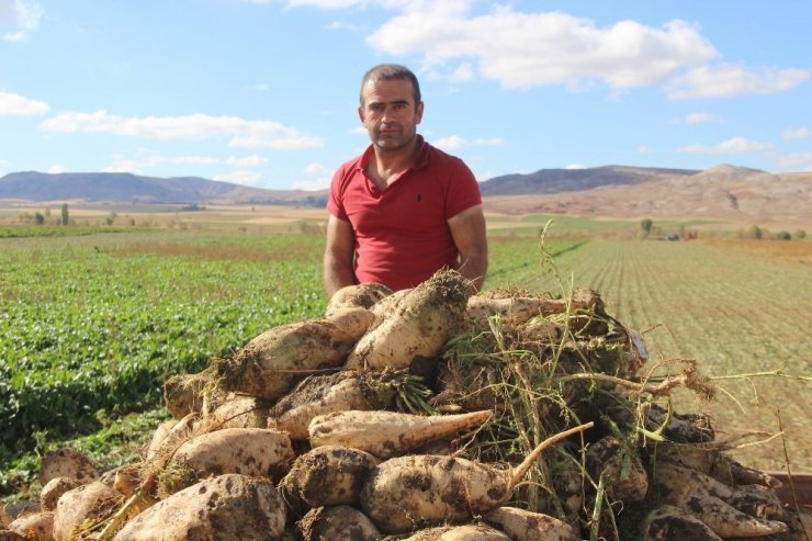Sivas’ta Şeker Pancarı Hasadı Başladı