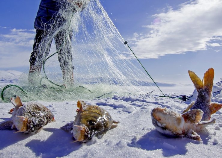 Çıldır Gölü’nün Simgesi Sarı Sazanlar, ‘Sessiz Sedasız’ Yok Oluşun Eşiğinde