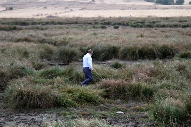 Çıldır Gölü’nün Simgesi Sarı Sazanlar, ‘Sessiz Sedasız’ Yok Oluşun Eşiğinde
