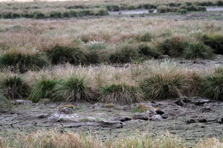 Çıldır Gölü’nün Simgesi Sarı Sazanlar, ‘Sessiz Sedasız’ Yok Oluşun Eşiğinde