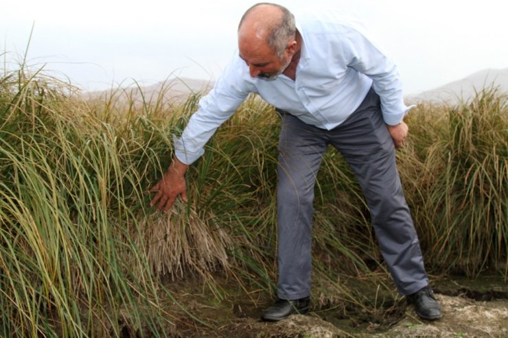 Çıldır Gölü’nün Simgesi Sarı Sazanlar, ‘Sessiz Sedasız’ Yok Oluşun Eşiğinde