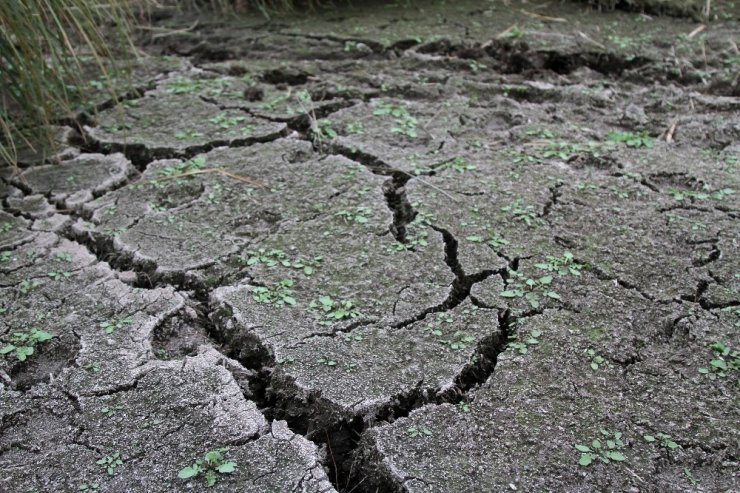 Çıldır Gölü’nün Simgesi Sarı Sazanlar, ‘Sessiz Sedasız’ Yok Oluşun Eşiğinde