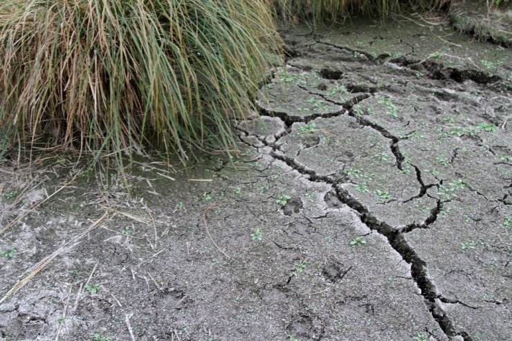 Çıldır Gölü’nün Simgesi Sarı Sazanlar, ‘Sessiz Sedasız’ Yok Oluşun Eşiğinde