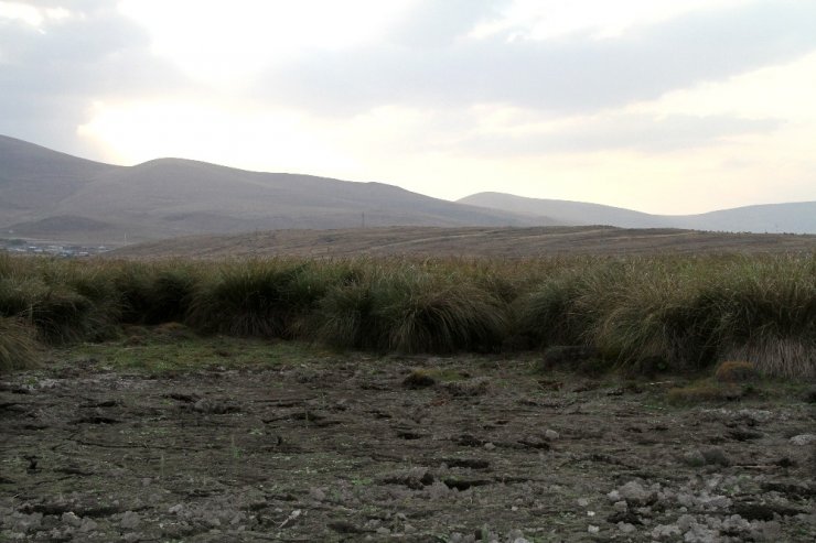 Çıldır Gölü’nün Simgesi Sarı Sazanlar, ‘Sessiz Sedasız’ Yok Oluşun Eşiğinde
