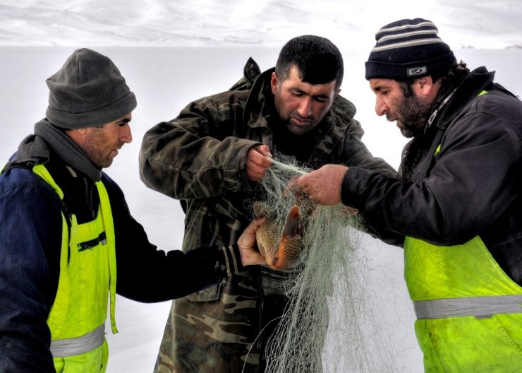 Çıldır Gölü’nün Simgesi Sarı Sazanlar, ‘Sessiz Sedasız’ Yok Oluşun Eşiğinde