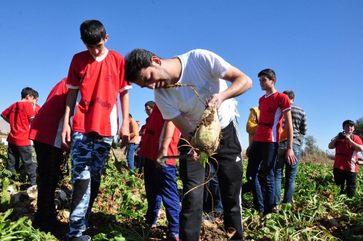 Rizeli Gençler, Elbistan’da Horon Eşliğinde Pancar Söktü