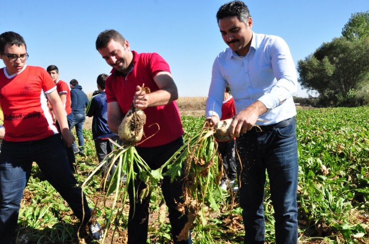 Rizeli Gençler, Elbistan’da Horon Eşliğinde Pancar Söktü