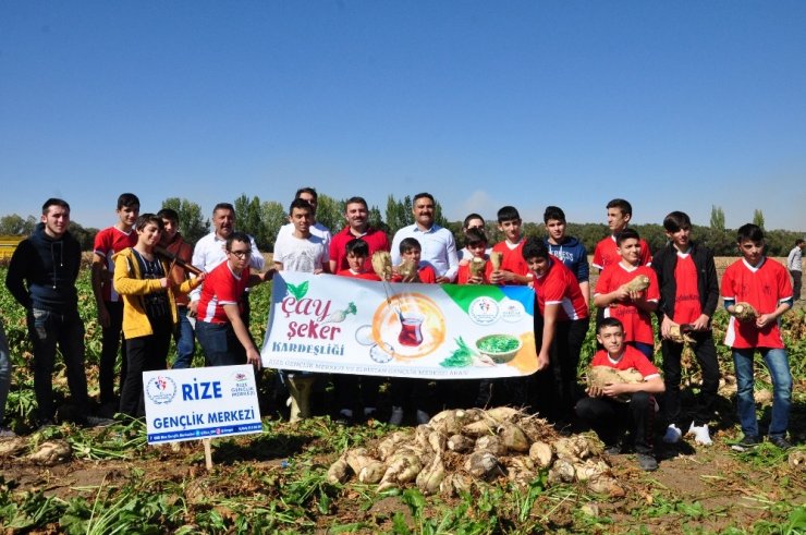 Rizeli Gençler, Elbistan’da Horon Eşliğinde Pancar Söktü