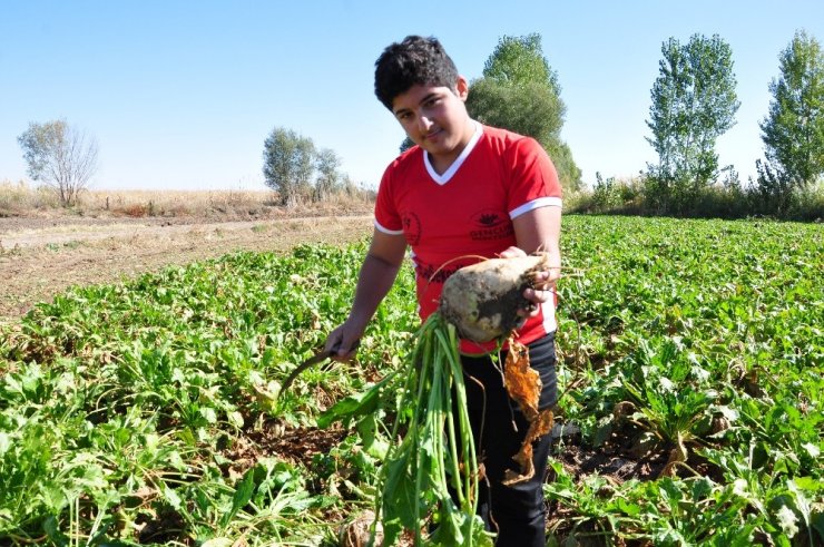 Rizeli Gençler, Elbistan’da Horon Eşliğinde Pancar Söktü
