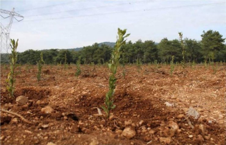 Ordu’da Orman Köylüsüne Destek