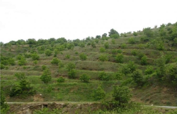 Ordu’da Orman Köylüsüne Destek