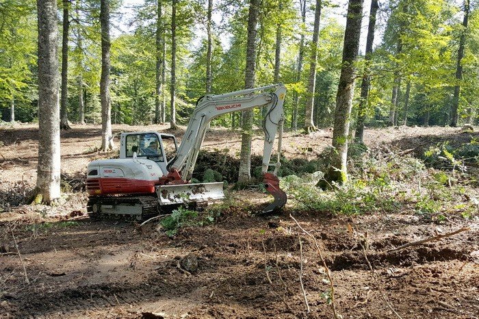 Gölyaka’da Doğal Gençleştirme Çalışmalarında Sona Yaklaşıldı