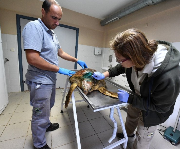 Oltaya Takılan Caretta Caretta Kurtarıldı