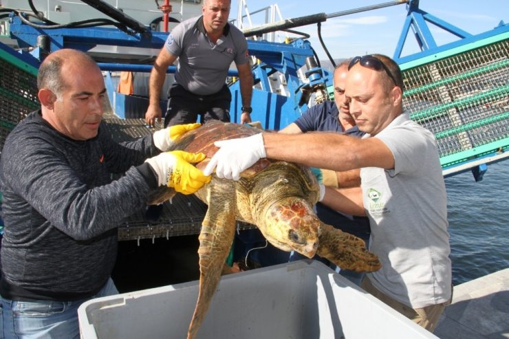 Oltaya Takılan Caretta Caretta Kurtarıldı
