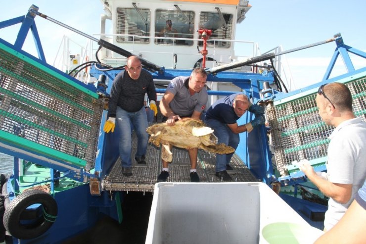 Oltaya Takılan Caretta Caretta Kurtarıldı