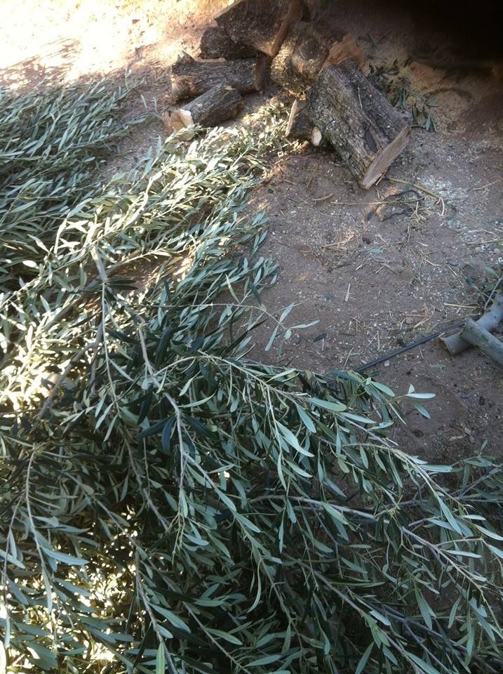 Zeytin Fiyatlarına Tepkisini Ağaçlarını Keserek Gösterdi