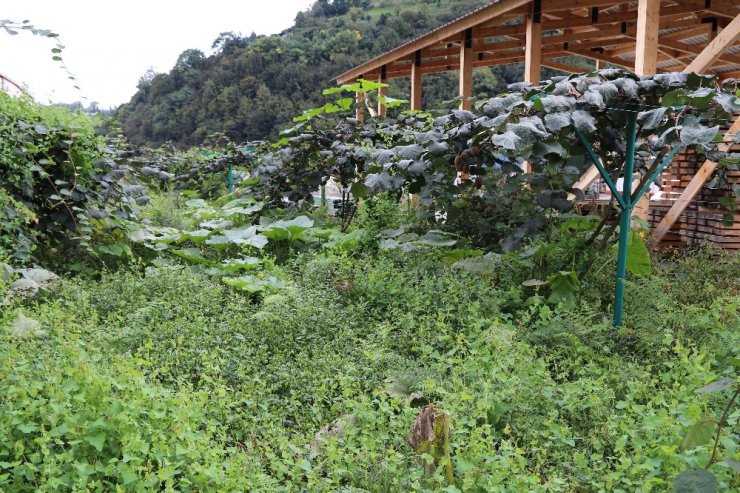 Rize Ve Çevresi İçin Kivi Hasat Tarihi 15 Kasım Olarak Belirlendi