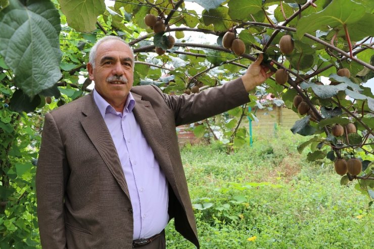 Rize Ve Çevresi İçin Kivi Hasat Tarihi 15 Kasım Olarak Belirlendi