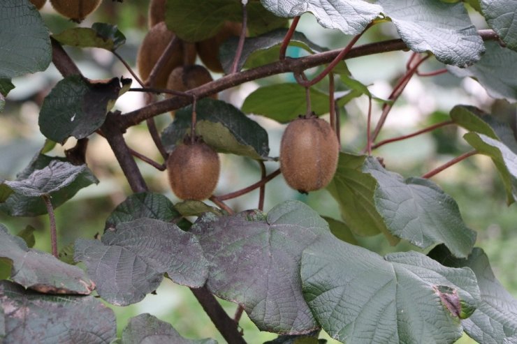 Rize Ve Çevresi İçin Kivi Hasat Tarihi 15 Kasım Olarak Belirlendi