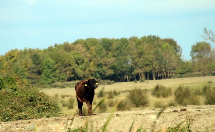 ‘Fotoğraf Avcılarına Rastgele’