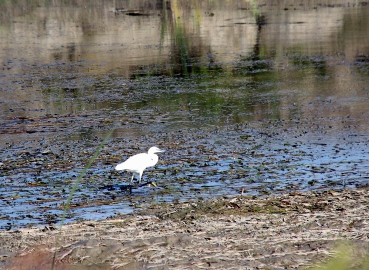 ‘Fotoğraf Avcılarına Rastgele’