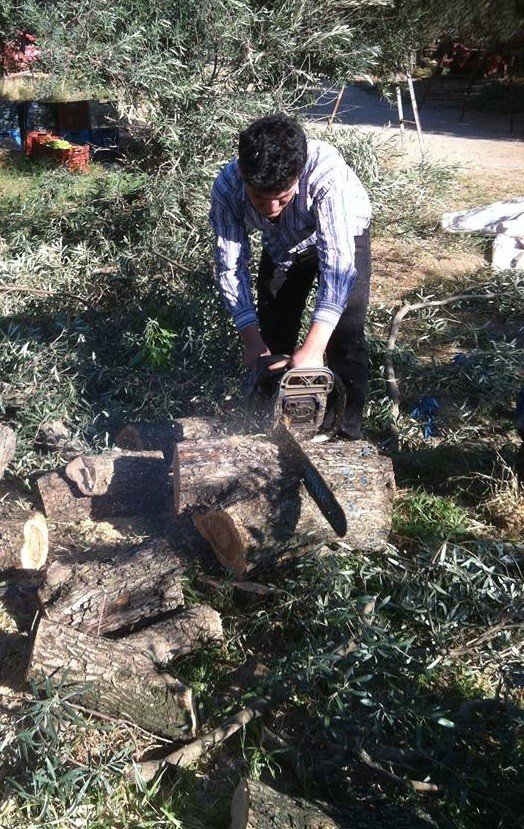 Zeytin Fiyatlarına Tepkisini Ağaçlarını Keserek Gösterdi