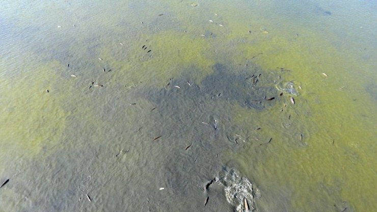 Sinop’ta Balık Ölümleri Devam Ediyor