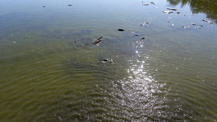 Sinop’ta Balık Ölümleri Devam Ediyor