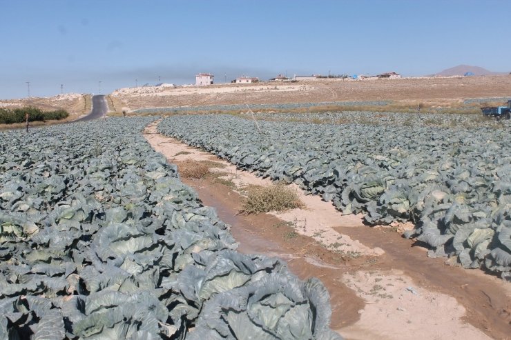 Canan Karatay: "Lahana Turşusu, Dünyanın En Önemli Tıbbi Malzemelerinden Biri"